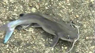 Catfish Facts - Facts About Catfishes