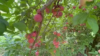 Making Money Growing Wine, Yellow & Purple Plums