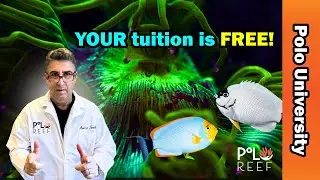Introducing the new Polo University!