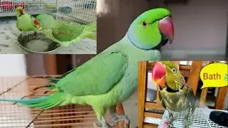 ठंड मैं तोते को कैसे नहलाया जाए || #alexgenderainparrotbath #bathingparrot #pahaditota #rawparrot