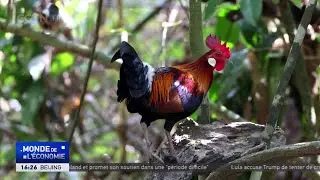 Hainan : d&eacute;couverte d'un rare coq bankiva rouge