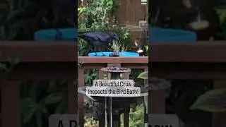 A beautiful crow inspects the bird bath 🪽🖤 #birdwatching