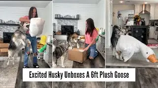 I Bought My Dog A 6ft Plush Mega Goose