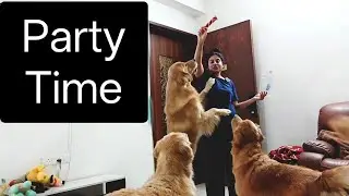 Vlogging with Three Golden Retrievers babies |Daily Pets Video Routine Life|Treats Toys Party Vlog 🐶