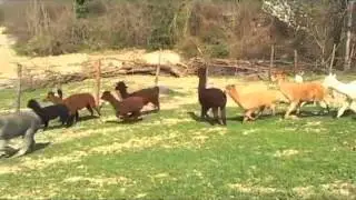 Dal Perù a Urbino: un viaggio nell'allevamento di alpaca