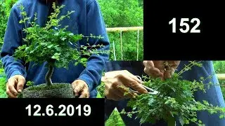 Wei&szlig;dorn Bonsai schneiden Wilder Wein Bonsai Entwicklung