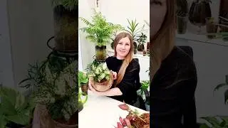 Аглаонема в #сфагнумфускум  #sphagnum_eco #plant #растениядома #растениявинтерьере #аглаонема #moss