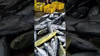 fresh seafood, and amazing fish unloading, fish boat, fishport
