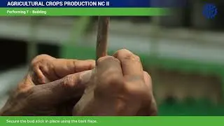 Performing T Budding from TESDA Online Program (TOP)