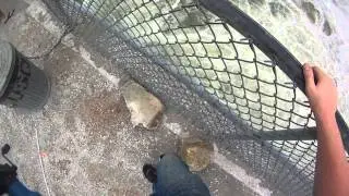 Bowfishing Spillway Carp