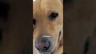 Can Dogs Predict Earthquakes? 🐕🌍 Fact or Myth?