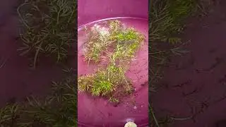 water sprite aquatic plant growing above than water surface 😊
