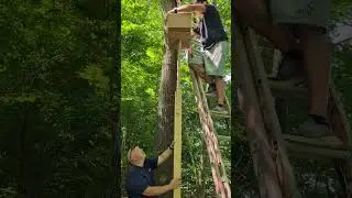Как снять кошку с дерева