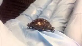 First Ever Breeding of this Species in the United States?