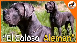 🐾 El Dogo Alemán 