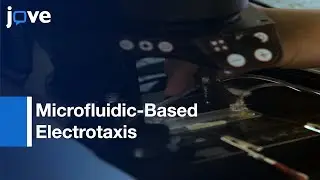 Microfluidic-Based Electrotaxis For On-Demand Quantitative Analysis: Locomotion l Protocol Preview
