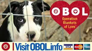 Donate to Shelters Today | Operation Blankets of Love
