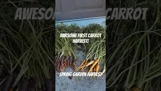 Colorful Carrot Harvest! | Awesome First Carrot Harvest | Baker Creek Seeds #homegrown #gardening