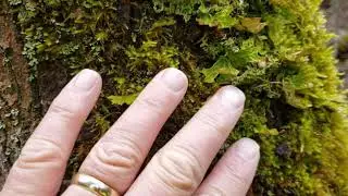 RCC Bio 213 Foliose lichen example