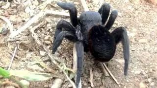 Eresus walckenaeri female. (Velvet spider)