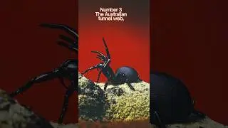 10 Spider Bites You Never Want to Experience 4K