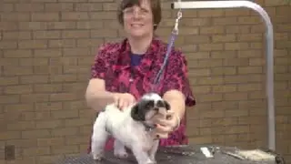 Dog Grooming - Shih Tzu Mix in a Puppy Cut