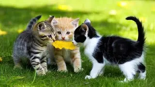 Sweet Kittens Hanging Out with Hedgehogs, Calves, Ducklings & Tiny Bunnies &ndash; Too Cute to Miss!