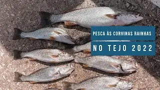 Corvinas rainhas Tejo 2022