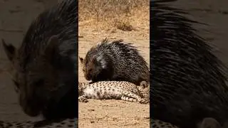 #shortsfeed #funny #discovery #viral #shortsfeed #wildlife #porcupines #animals #tigerspotted #lion