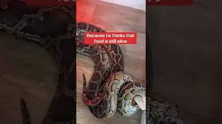 Как кормить больших змей, если они живут вместе?! 🤔🐍#шорты #питон