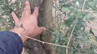 Zeytin dal kanseri m&uuml;cadelemiz