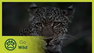 One Day In Wild Zambia | Go Wild