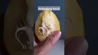 buah kedondong  berserat #shorts #shortsvideo #aifulover