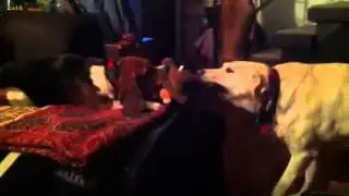 Beagle vs Lab