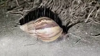 Calming Snail Slumber: Heavy Rain and Night Ambience
