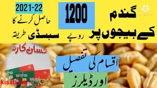 How to get Subsidy on Wheat  Varieties for 2021-22 Agriecos (kisan log). Punjab seed corporation