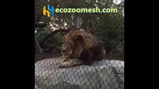 zoo mesh, zoo fence, zoo enclosure, animal cage netting