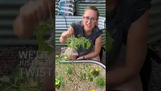 How To Make A Bamboo Trellis For Tomatoes 🍅🌱 (or ANY climbing plants)
