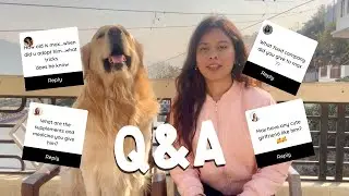 Our First Q&A About Max! His training, Girlfriend, Home& More? #vlog #dog #goldenretreiver #viral