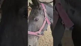 Draft Horses #for sale #percheron 