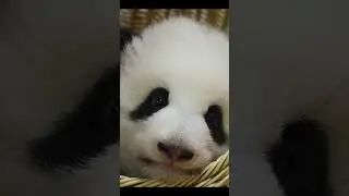 Peekaboo! #babypanda #pandacub #panda #cutebabypanda #cutanimals #pandapanda