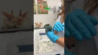 When a White&rsquo;s Tree Frog comes in with red legs, it can be a sign of red leg disease #tree frogs