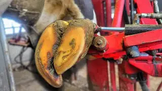 Why is This Hoof MASSIVLY OVERGROWN and TWISTED?