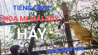Họa Mi Mái xuy kích trống hay không tạp âm kích chim căng lửa hiệu quả/ Chim Họa Mi Mộc 