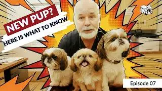 Your Puppy&rsquo;s First Vet Visit: Crate Training, Calm Handling & Essential Care Tips