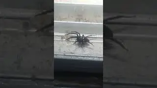 Discovering the Black House Spider: An Australian Arachnid Adventure 🕷️✨ #spider #wildlife