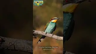 Birds Sing in Dialects?! 🎶🐦 #fun #facts
