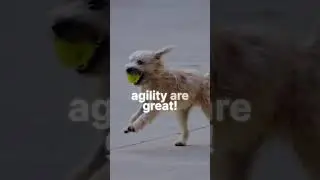 Happy Healthy Pet Exercise
