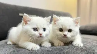 Cute kittens 💕💕