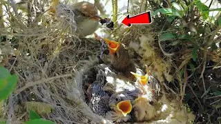Little hungry tailor birds babies snatching unknown worm from mother mouth @BirdPlusAnimals